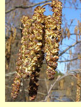 Ольха (Alnus) Ольха (Alnus)